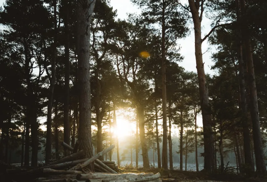 Inspirational Quotes for Encouraging a Positive Morning Routine