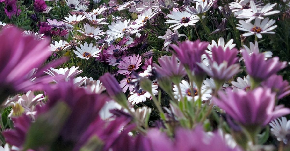 Image: Inspiring Wednesday blessings for a grateful start-of-day.